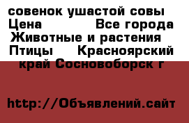 совенок ушастой совы › Цена ­ 5 000 - Все города Животные и растения » Птицы   . Красноярский край,Сосновоборск г.